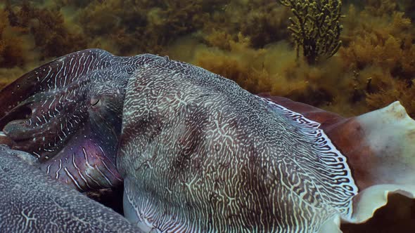 Giant Australian Cuttlefish Sepia apama Migration Whyalla South ...