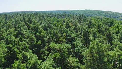 Green forest. Panoramic view of evergreen trees. Flight over the tops of pine trees.