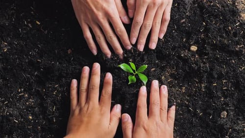 Close Up Of Farmer's Hands Helping Each Other Planting A Tree With Black Dirt Mud In The Garden