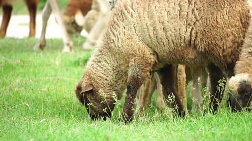 Flock of Sheep Grazing in a Verdant Green Summer Field Few Black Brown and White Sheep are Eating