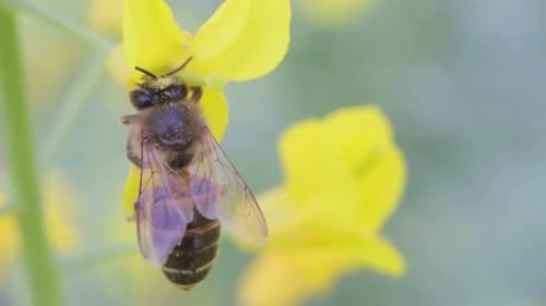 Cinematic And Majestic View Of Honey Bee Collecting Nectar