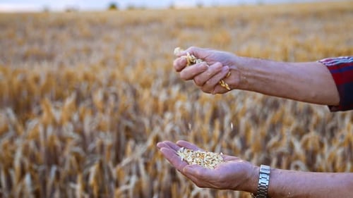 Farmer Holding Wheat in Rural Field