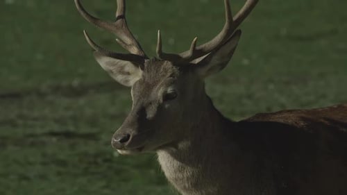 Canadian Wildlife - Majestic deer walking along the banks of a river