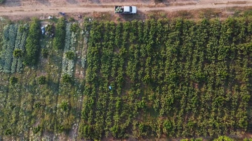 Aerial view of workers harvesting organic vegetables into baskets in the morning.