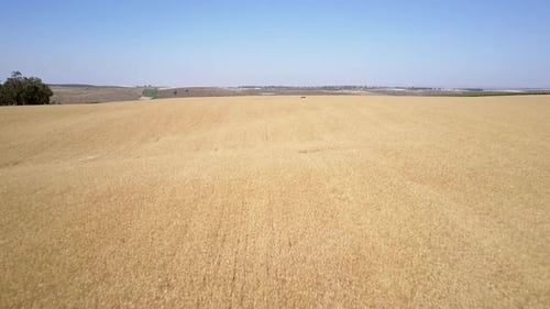 Aerial view over Wheat Field, Israel