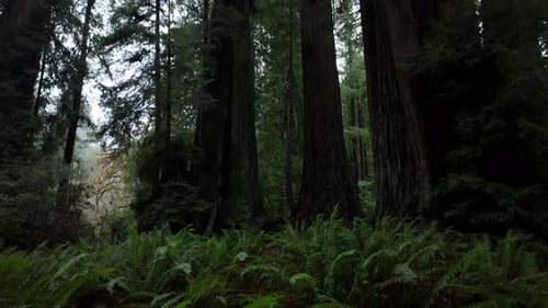 Hiking Redwoods National Park near Crescent City, California