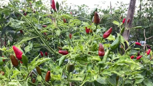 frische und exotische Chilis