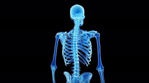 Human skeleton rotating slowly to show the upper body anatomy