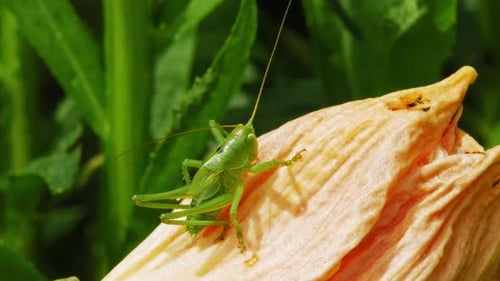 Small Green Grasshopper In Flower - macro shot