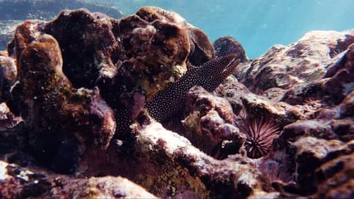 Moray Eel pokes its head from a coral reef formation on the ocean floor. Captured in Hawaii.