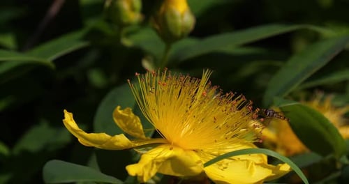 Johanniskraut, Hypericum sp, Blätter und gelbe Blüte, Normandie in Frankreich, Echtzeit 4K