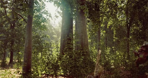 Sunlight Filtering Through Lush Green Trees in a Tranquil Forest Setting