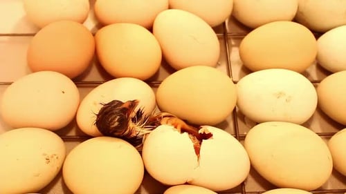 Newborn Chick Hatching Among Other Eggs