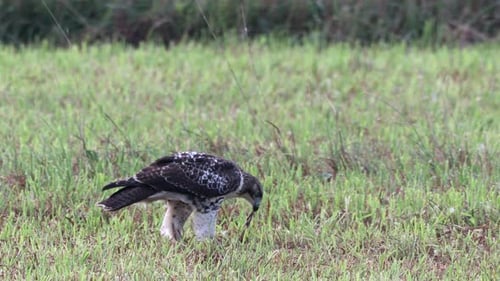 Ein Rotschwanzfalke, der seine Beute auf einer Wiese frisst.