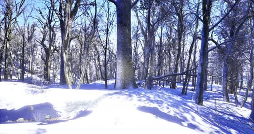 Winter Landscape with Snow Covered Trees in a Forest During Daylight