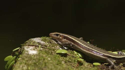 Lizard Sitting on a Mosscovered Rock and Absorbing the Sun