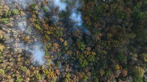 Dense toxic fumes of wildfire in forest during sunset time. Aerial top down shot. Fire department an