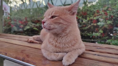 Stolze orange Straßenkatze, die auf der Bank liegt und sich umschaut 1