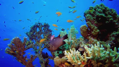 Vibrant Coral Reef Ecosystem with Colorful Fish