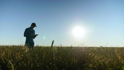 Farmer Businessman Working on Tablet Standing in Middle Wheat Field at Sunrise