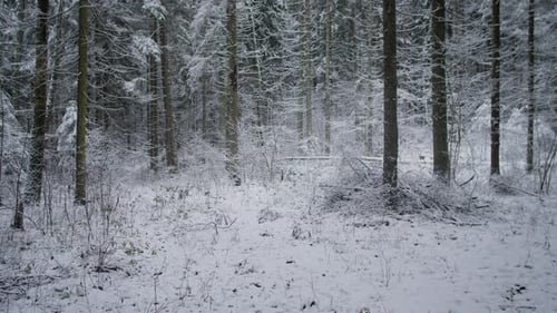 Russia Winter Forest Scene Serene Winter Woodland Setting with Silent Snowfall and Frostcovered