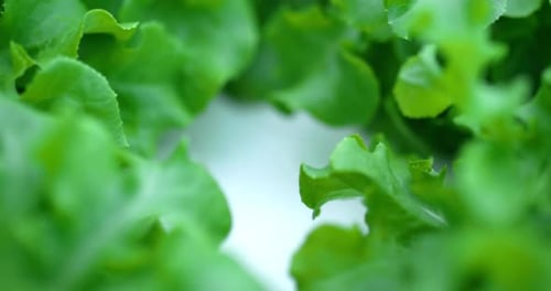 Footage close up of Fresh green oak lettuce salad, organic hydroponic vegetable