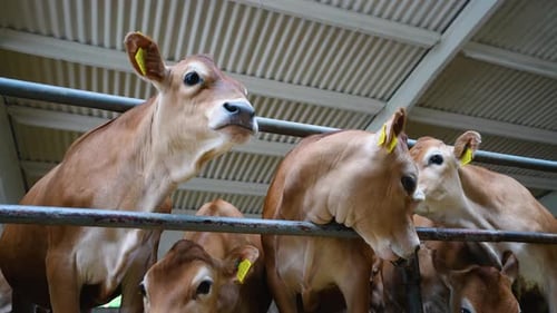 Jersey Cattle Looking and Mooing in Barn