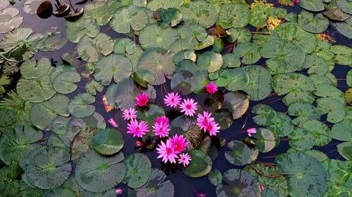Water lily standing wide open, pond river sea, Water lily blooming, Beautiful aerial shot, group, Bl