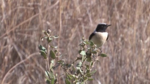 El colibrí orejudo en migración