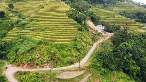 Aerial View of Small Road in the Mountains of Vietnam with Yellow Rice Terraces