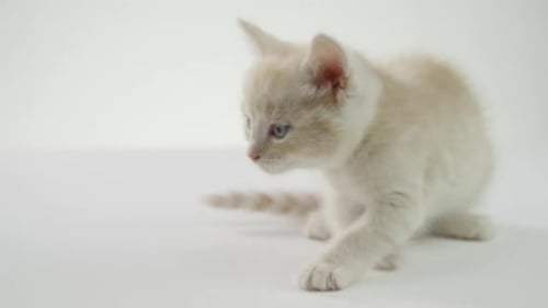 Striped Kitten Walking in a White Studio