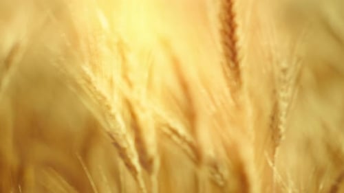 Golden Wheat Field Glistening in the Sunlight