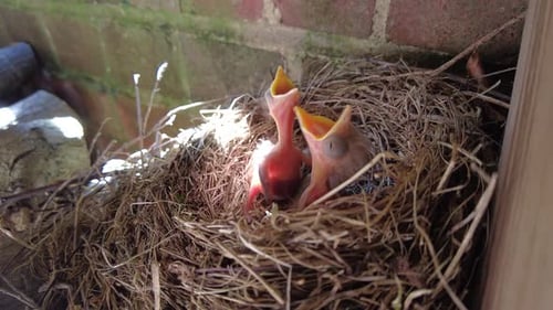 blackbird nesting and feeding chicks