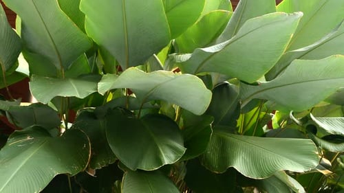 Green Tropical Leaves CloseUp Background