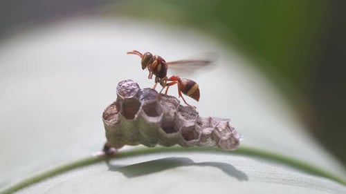 Striking Ropalidia Fasciata Paper Wasp