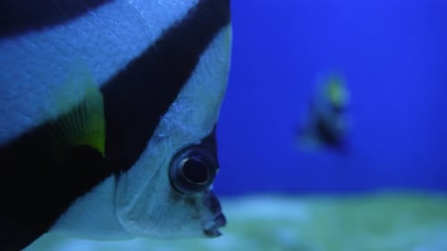 Tropische Fische mit schwarzen und weißen Streifen in blauem Wasser, Nahaufnahme mit verschwommenem Hintergrund
