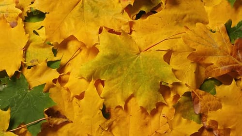 Autumn Leaves Background Close Up View