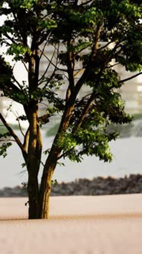 Lone Tree Standing in Sandy Desert