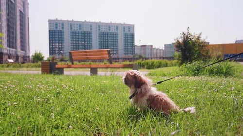 Calm Small Dog Lying Contentedly In Vibrant City Park During Daytime Relaxed Canine Enjoys Sunny Day