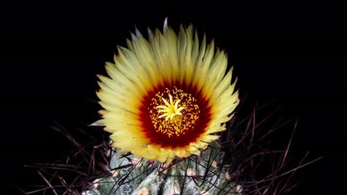 Cactus Flower Blooming Opening in Time Lapse on a Black Background. Astrophytum Cactus
