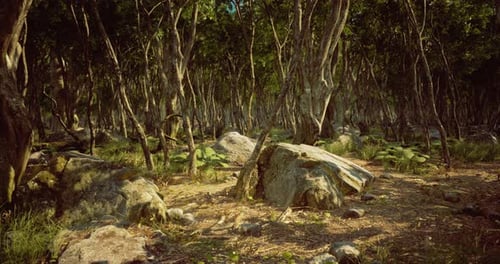 Lush Forest Landscape with Stones and Abundant Greenery in Midday Light