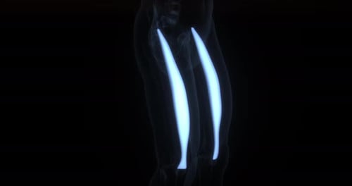 Human Leg Quadriceps Muscles 3D Animation