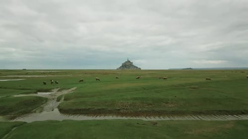Drone flying low over sheep grazing on meadow with Mont Saint Michel in background, Normandy in Fran