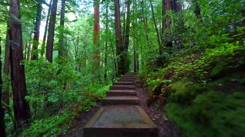 Exploring the Woodland Trails with Steps at Muir Woods National Monument in Slow Motion.