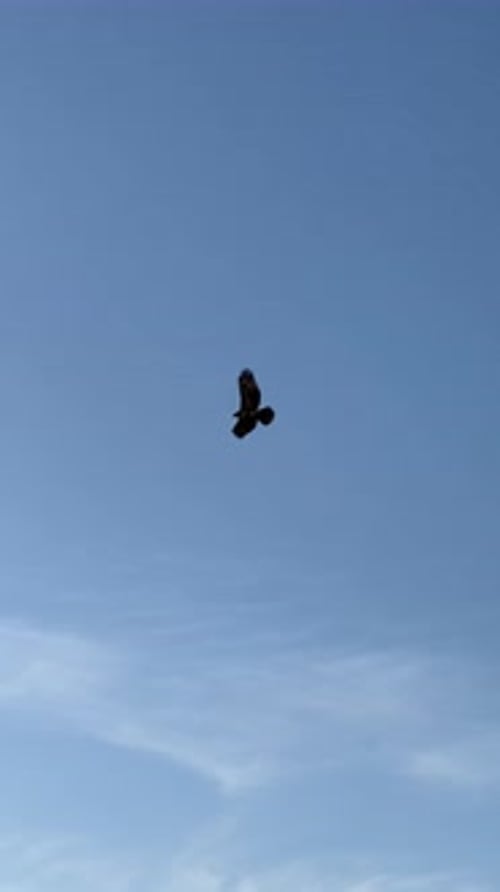 Two Birds Soaring in a Clear Blue Sky
