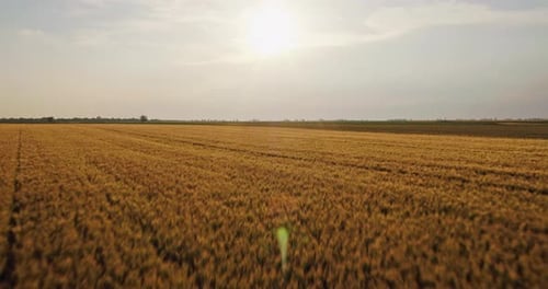 Expansive wheat field at sunset