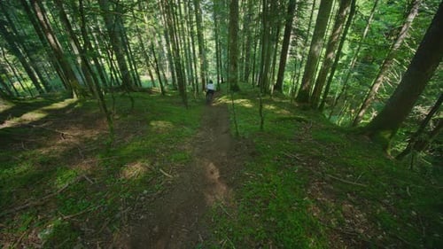 A mountain biker rides down a forest of tall trees fast