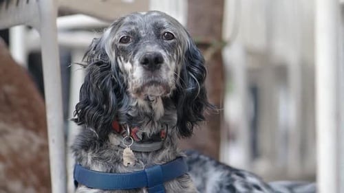 Older Dog Enjoys a Sunny Day at a Local Park