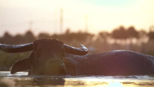 A Water Buffalo lies submerged in water splashing around on a Vietnamese farm.