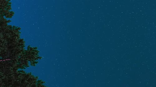 Sternenhimmel mit Baum-Silhouette